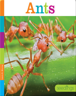 Ants