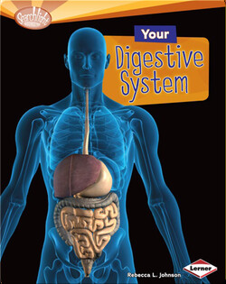 Your Digestive System