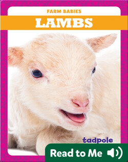 Lambs