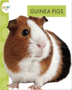 Guinea Pigs