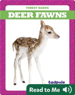 Deer Fawns