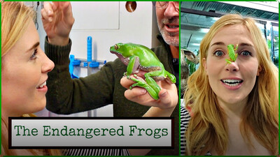 FROG ON MY FACE?! Maddie Meets the Endangered Frogs