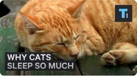 Why Cats Sleep So Much