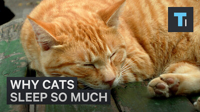 Why Cats Sleep So Much