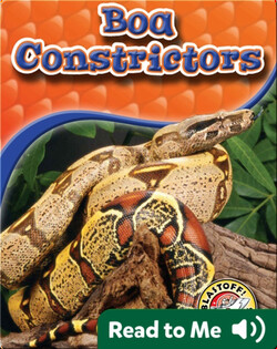 Boa Constrictors: Snakes Alive