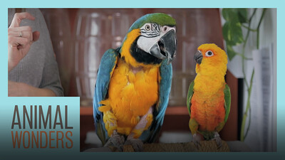 Bird Training Session! | Macaw, Parakeet