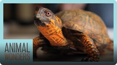 Rescuing a 90-Year-Old Turtle!