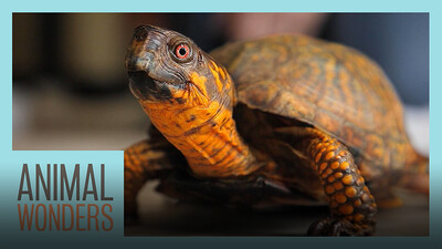 Rescuing a 90-Year-Old Turtle!
