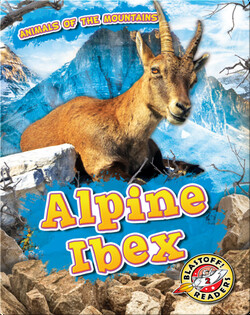 Animals of the Mountains: Alpine Ibex