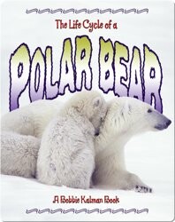 The Life Cycle of a Polar Bear