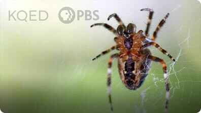 Deep Look: Is a Spider's Web a Part of Its Mind?