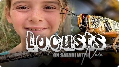 On Safari With Nala: Locusts