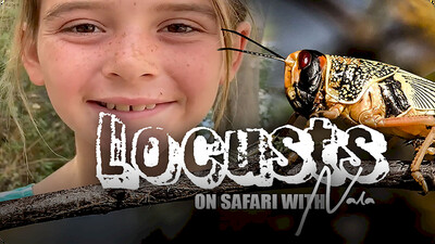 On Safari With Nala: Locusts