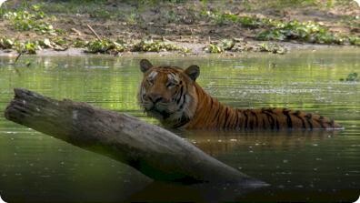 Hidden India: Impact Of India Rain On Wildlife