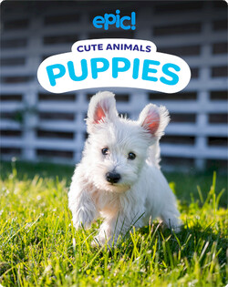 Cute Animals: Puppies