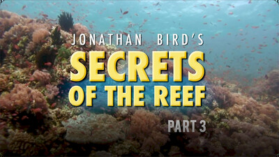 Jonathan Bird's Blue World: Secrets of the Reef (2008) Part 3