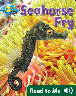 Seahorse Fry