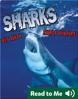 Sharks! Big Teeth. Fierce Hunters
