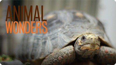 Yucca the Watch Tortoise
