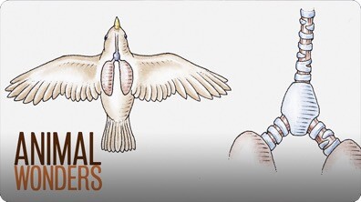Why and How Parrots Talk