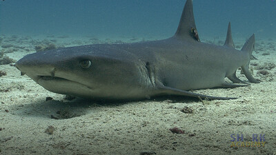 Shark Breathing