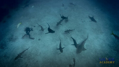 Shark Feeding Frenzies
