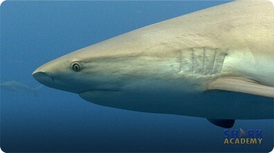 Caribbean Reef Sharks