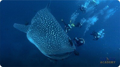 Whale Sharks
