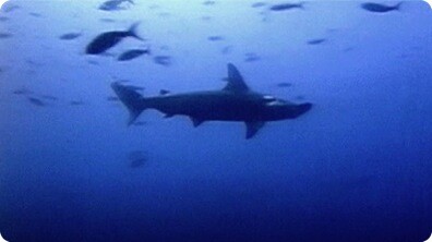 Spectacular Sharks
