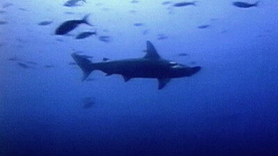 Spectacular Sharks