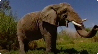 E - Is for Elephant