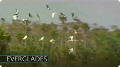 Environment: The Everglades Ecosystem