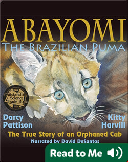 Abayomi, the Brazilian Puma