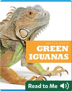 Reptile World: Green Iguanas