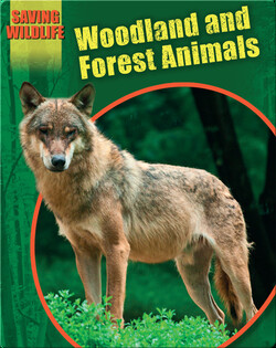 Woodland and Forest Animals