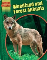 Woodland and Forest Animals