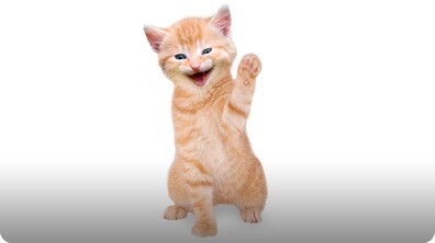 Train Your Cat to Wave Goodbye!