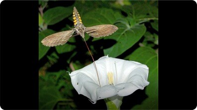 How Flowers Attract Insects