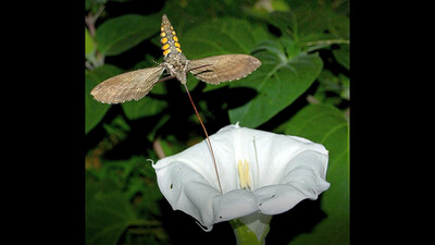 How Flowers Attract Insects