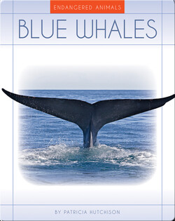 Blue Whales