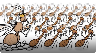 Invasion of the Yellow Crazy Ants!