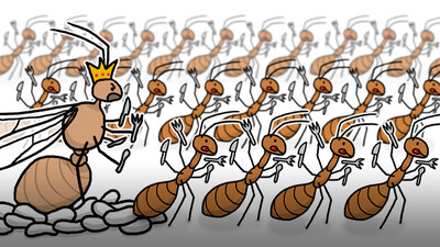 Invasion of the Yellow Crazy Ants!