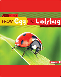 From Egg to Ladybug