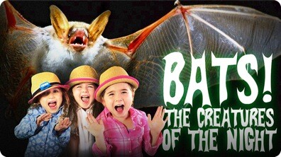 Bats for Kids | All About Bats | Bats: The Creatures of The Night