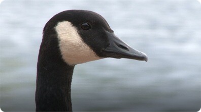 Goose