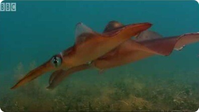 Bizarre fish in Kelp Seas - Blue Planet: A Natural History of the Oceans