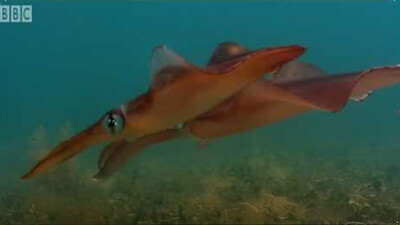 Bizarre fish in Kelp Seas - Blue Planet: A Natural History of the Oceans