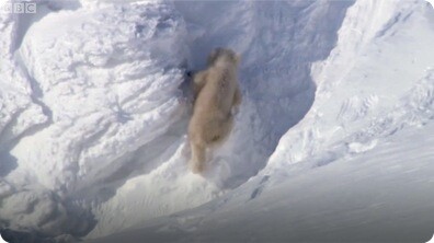 Polar Bear Cubs Out on the Arctic Ice - BBC Planet Earth