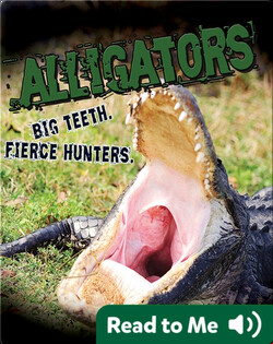 Alligators. Big Teeth. Fierce Hunters!