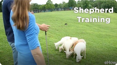 Shepherd Training at the Canine Ranch | American Dog With Victoria Stilwell